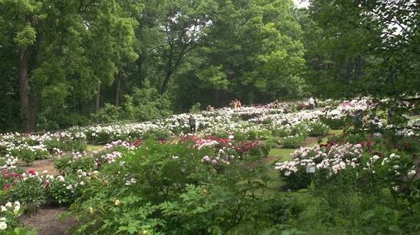 Finding Peace in The Arb